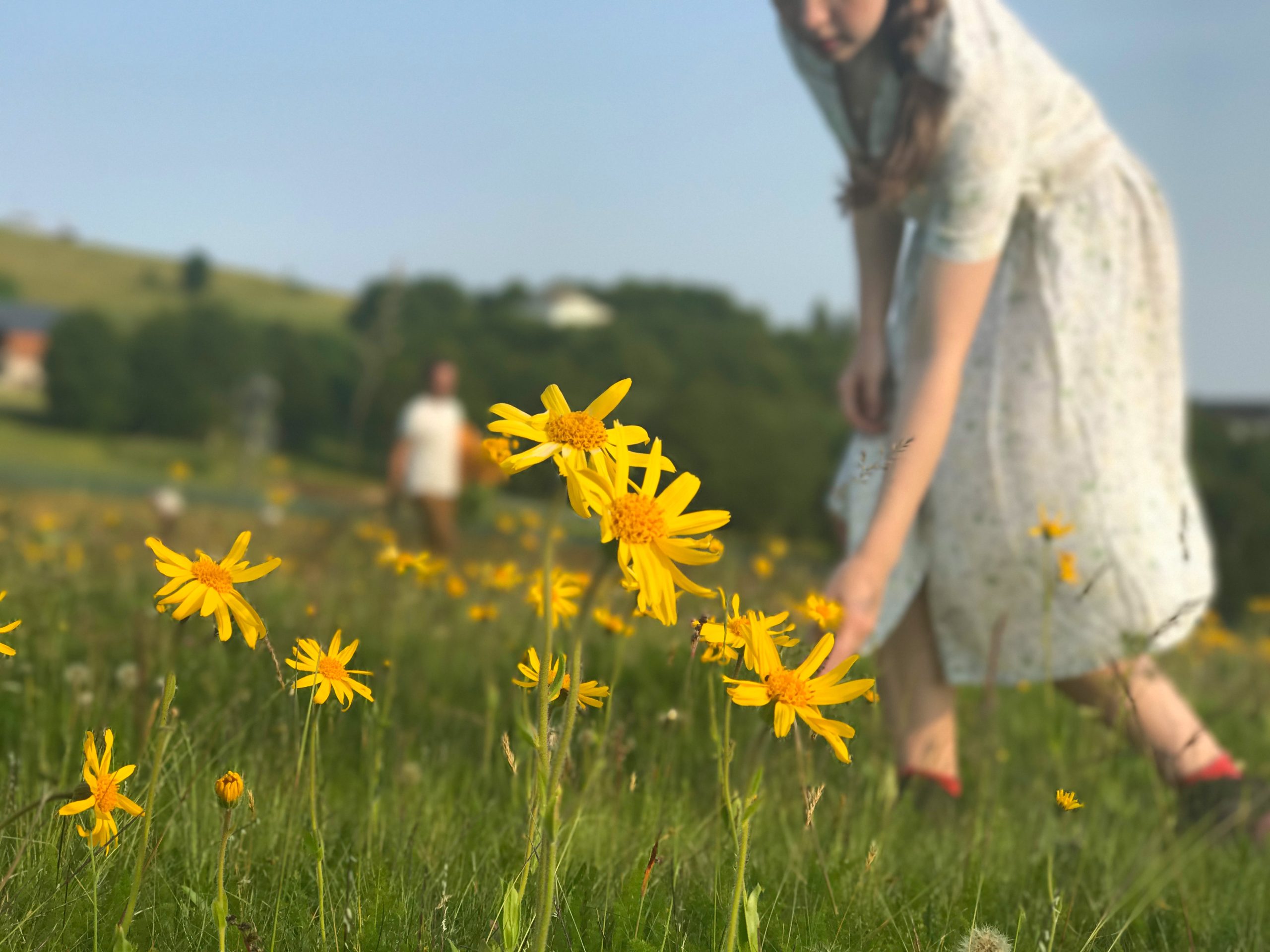 picking arnica