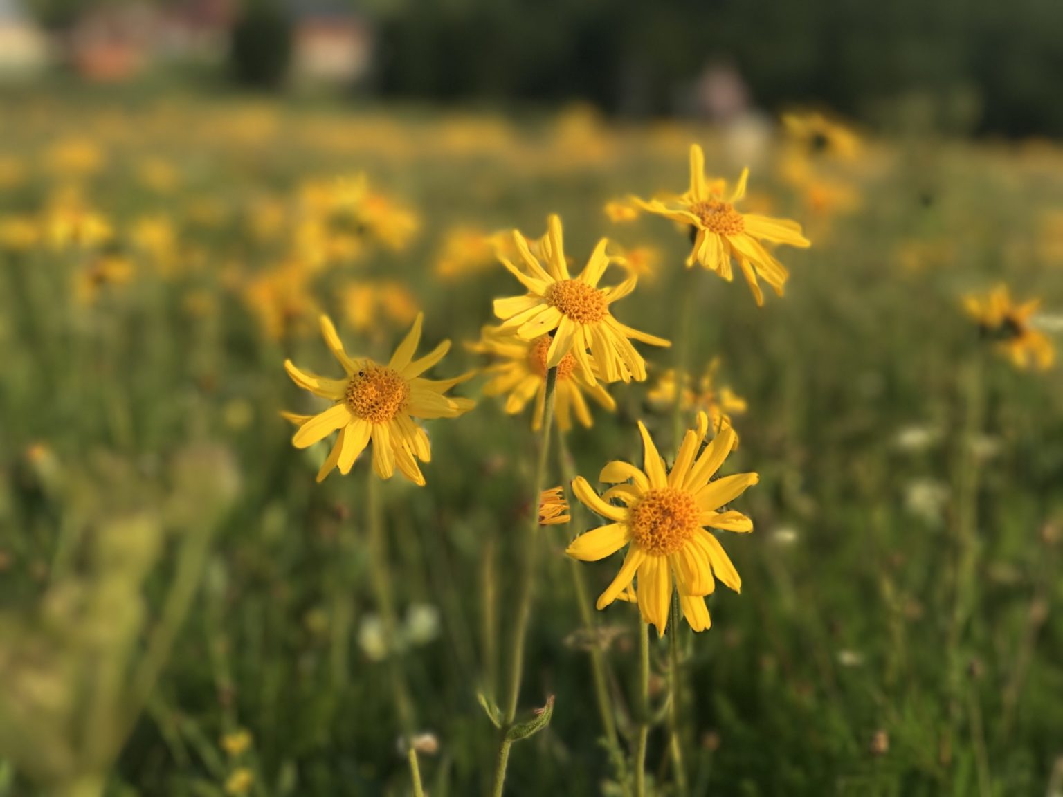A Fresh Look at Arnica Montana